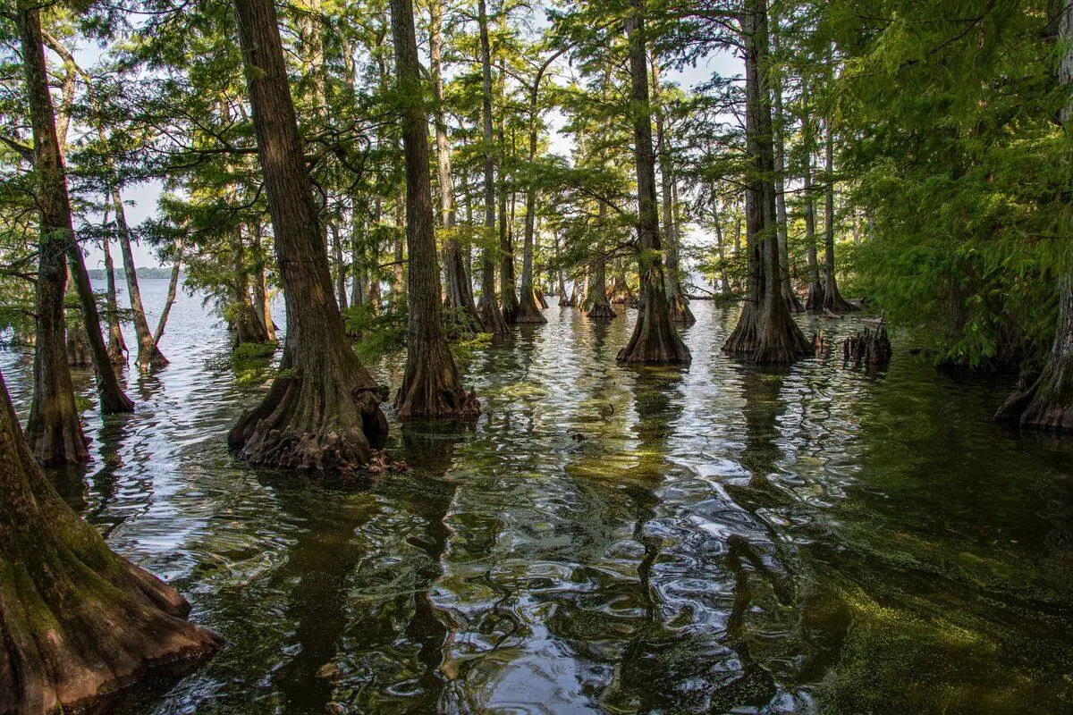 Bald cypress trees rising from the water at Reelfoot Lake